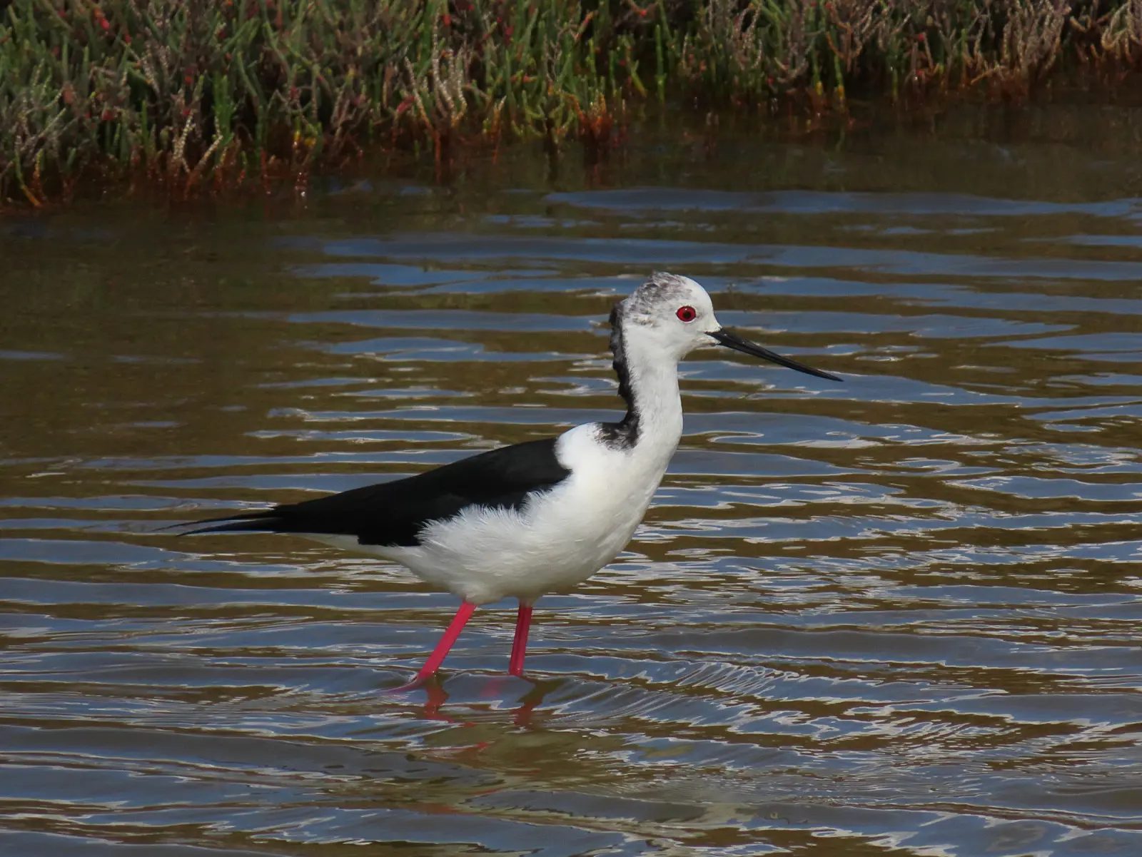 Perna-longa a caminhar nas águas baixas do sapal do Ludo, na Ria Formosa.